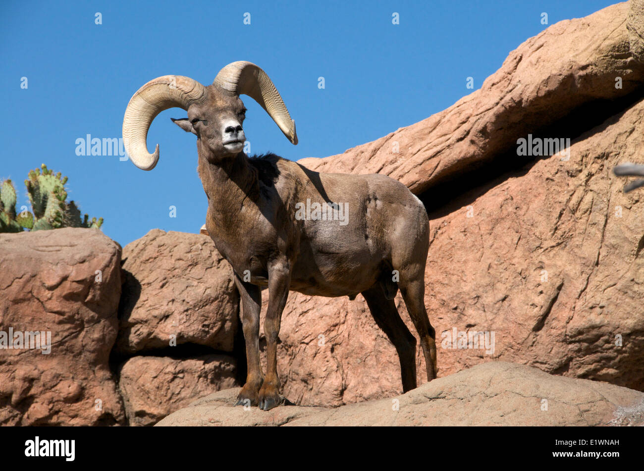 Desert Bighorn Sheep, Ram, captive, Sonoran Desert Museum, Arizona. (Ovis canadensis nelsoni). Stock Photo