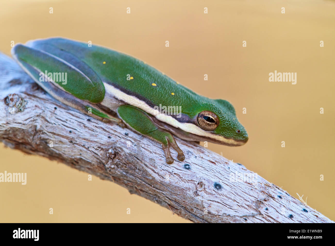 American green tree frog in Everglades National Park, Florida. Stock Photo