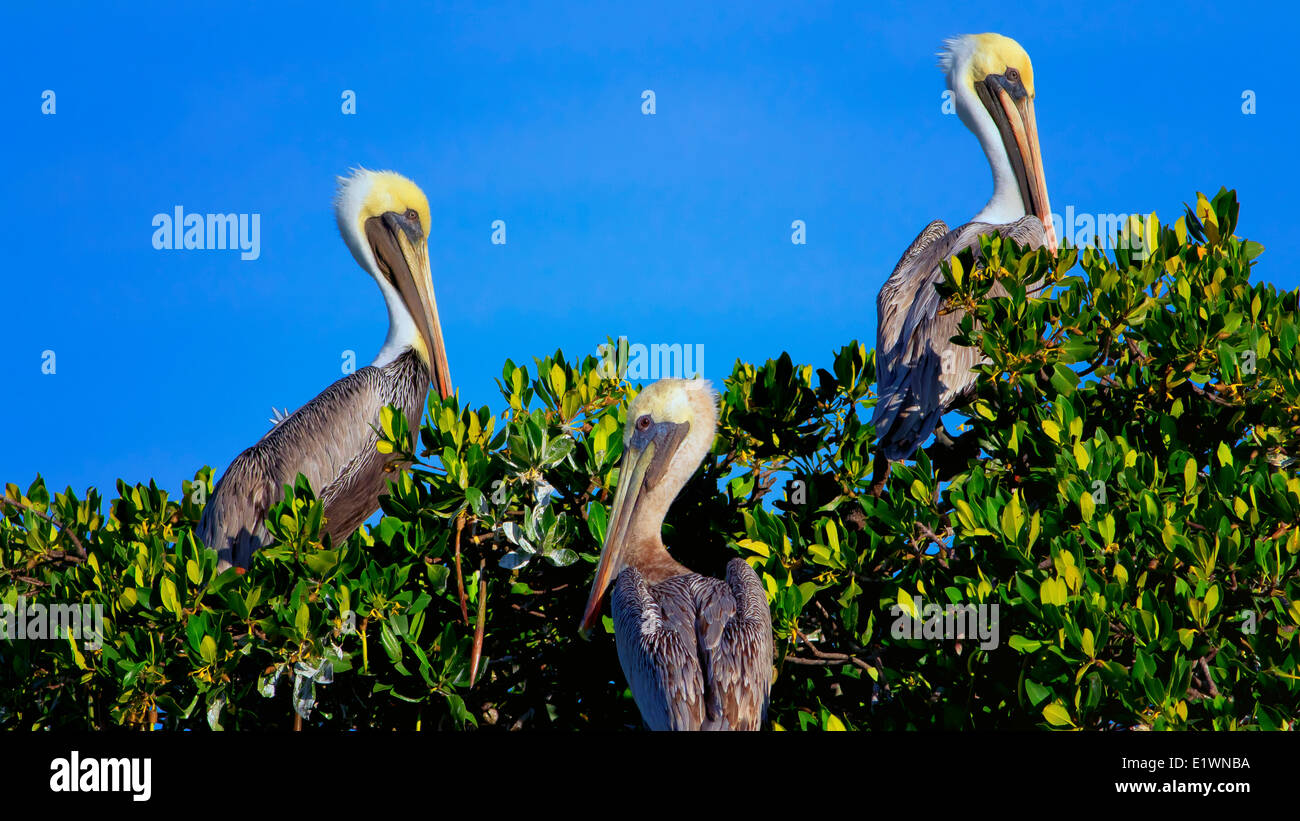 Three Brown Pelicans in Everglades National Park, Florida. Stock Photo