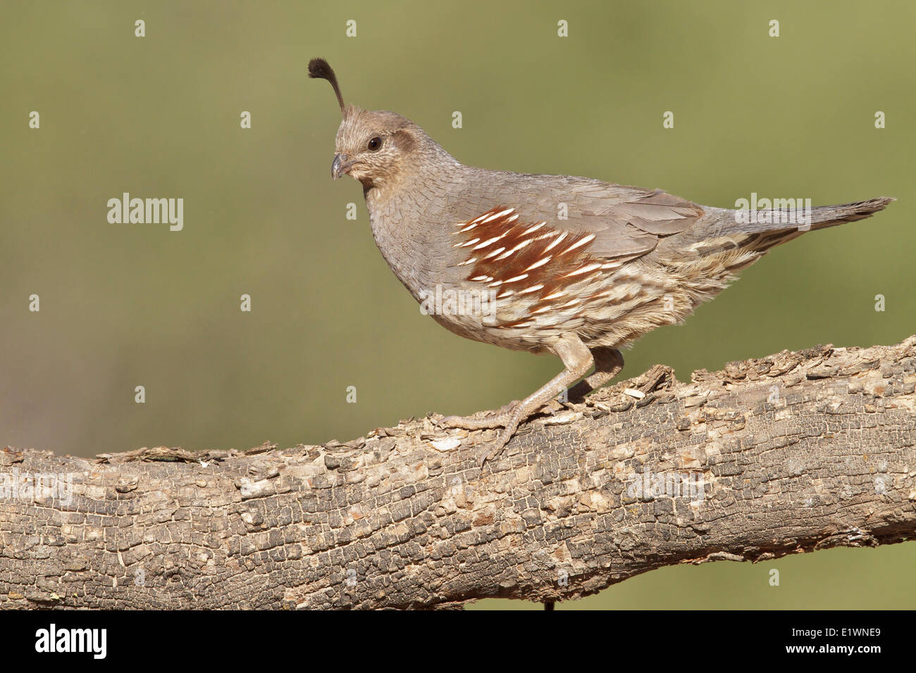 Gambel's Quail (Callipepla gambelii) perched on a branch in southern Arizona, USA. Stock Photo