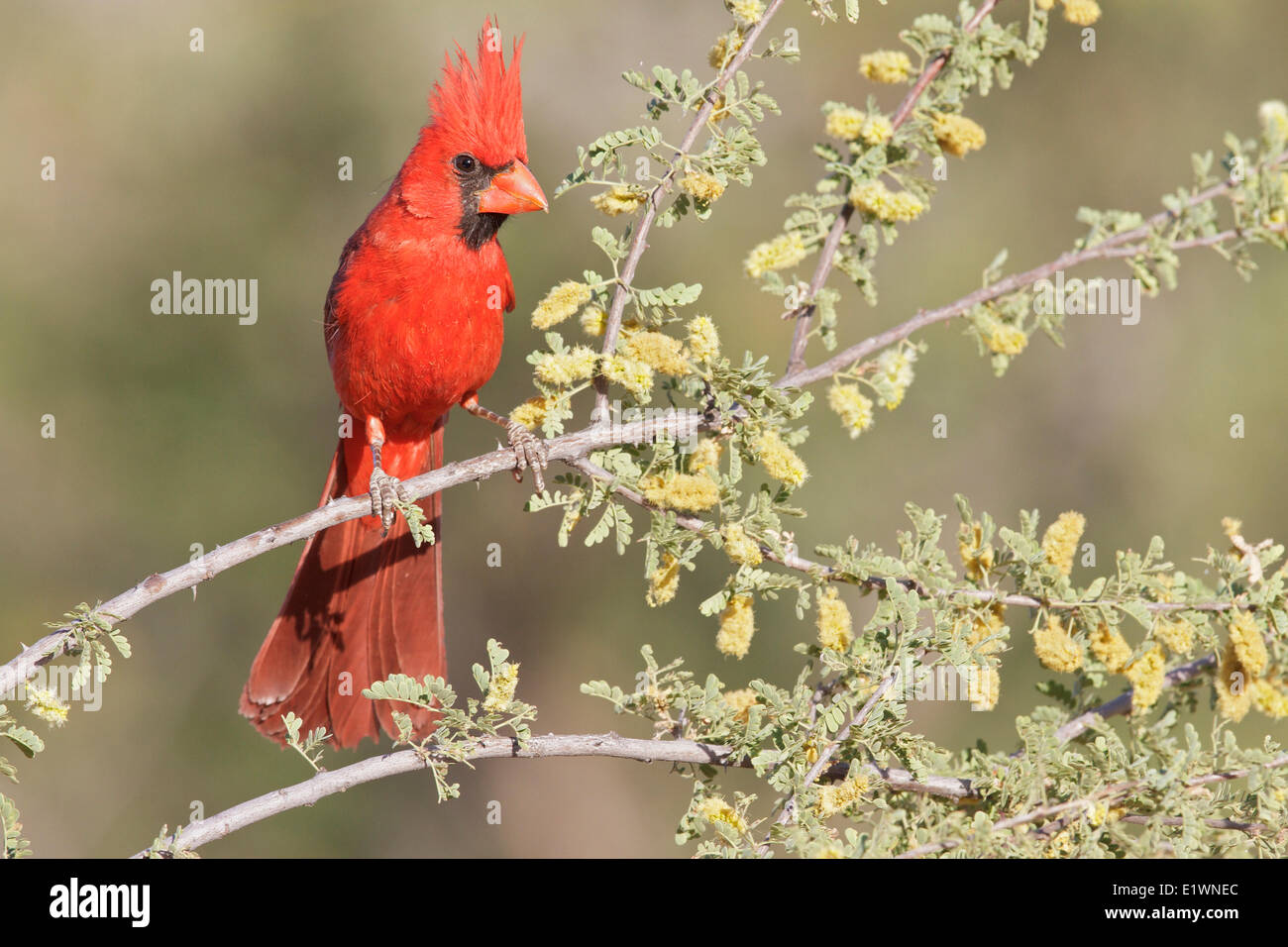Red Cardinal In A Tree High Resolution Stock Photography and Images - Alamy