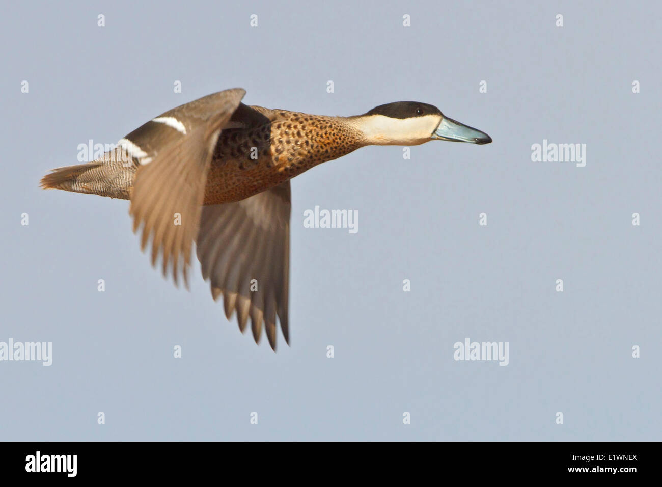 Puna Teal (Anas puna) in flight in Bolivia, South America. Stock Photo