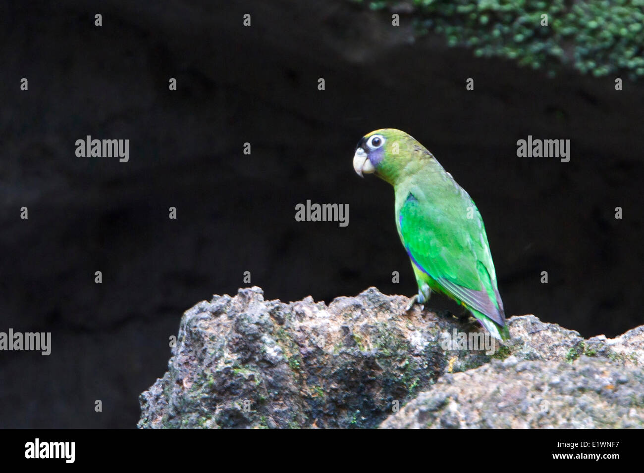Scarlet-shouldered Parrotlet (Touit huetii) at a clay lick in the Amazon in Ecuador, South America. Stock Photo