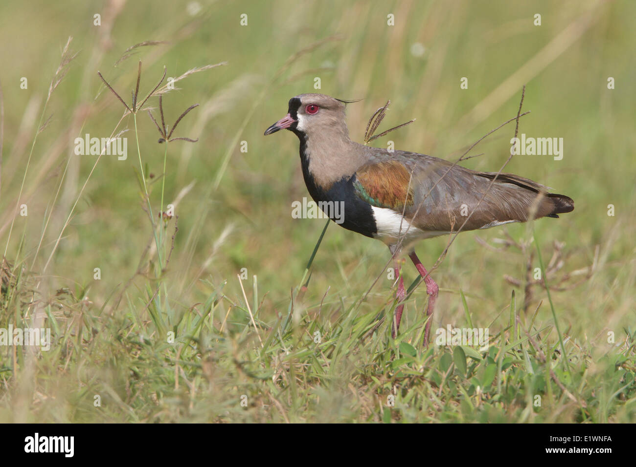 Southern Lapwing (Vanellus chilensis) perched on the ground in Bolivia, South America. Stock Photo