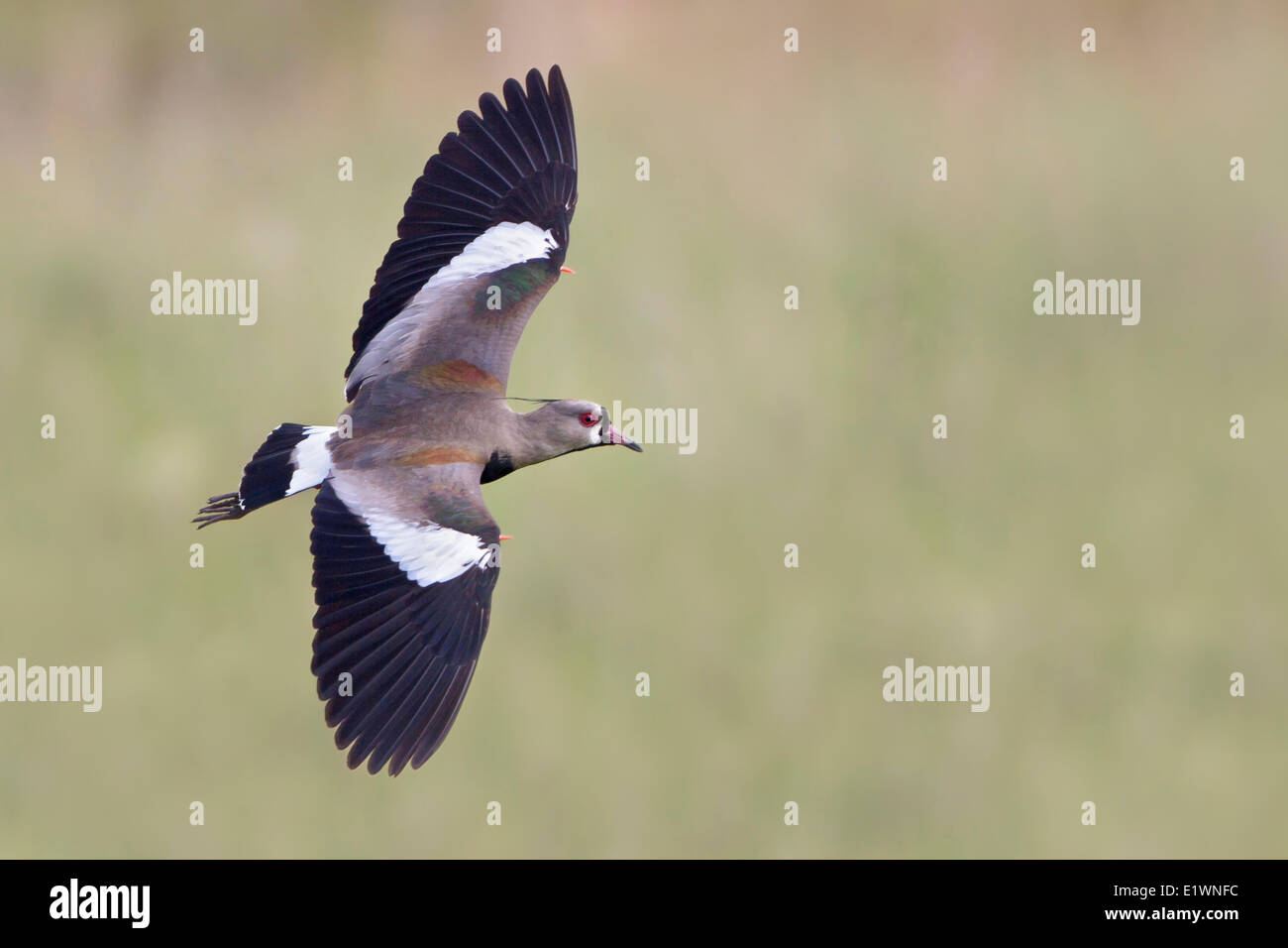 Southern Lapwing (Vanellus chilensis) in flight in Bolivia, South America. Stock Photo