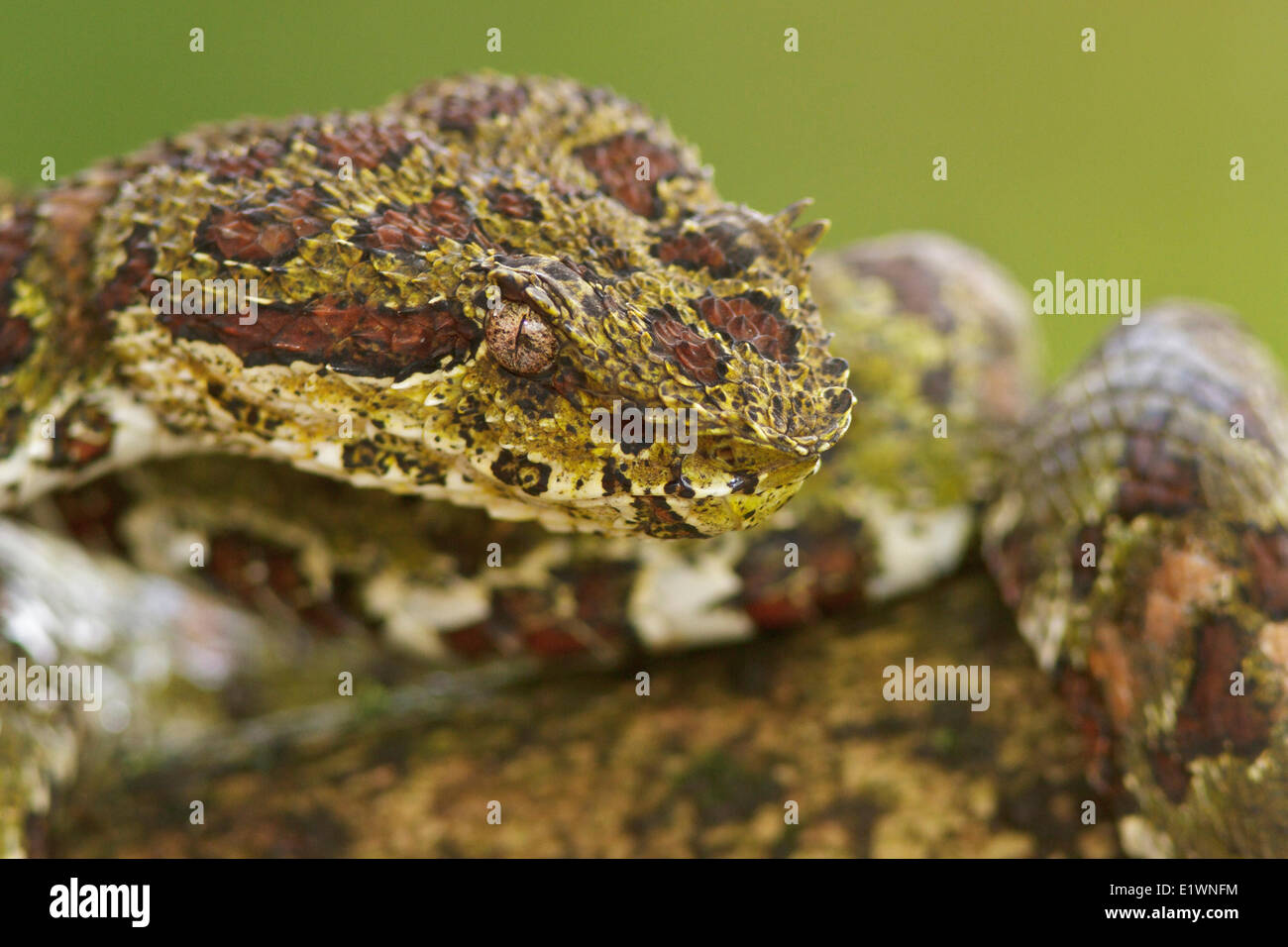 Eyelash Viper, Bothriechis schlegelii, perched on a branch in Costa Rica, Central America. Stock Photo