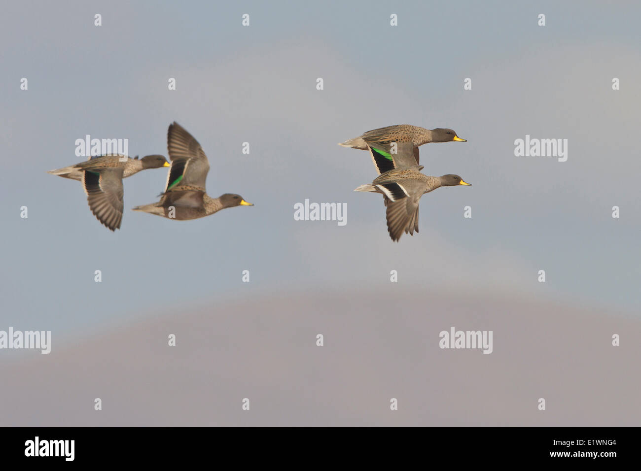 Speckled Teal (Anas flavirostris) in flight in Bolivia, South America. Stock Photo