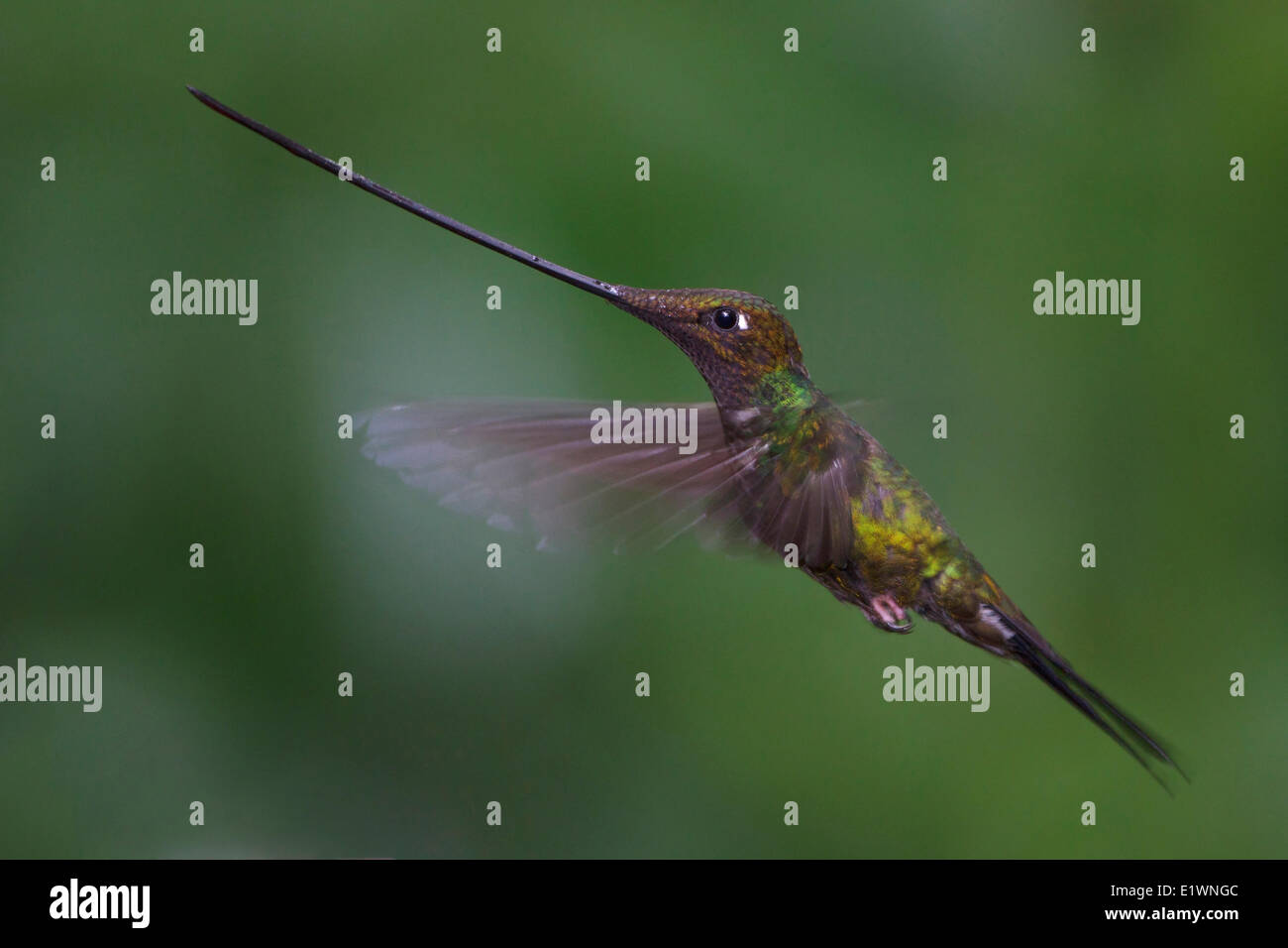 Sword billed hummingbird ensifera ensifera flying in eastern ecuador hi ...