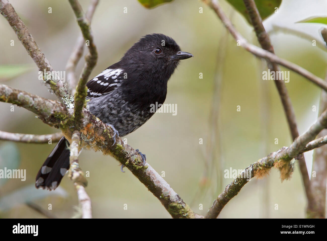 Variable Antshrike (Thamnophilus caerulescens) perched on a branch in Bolivia, South America. Stock Photo