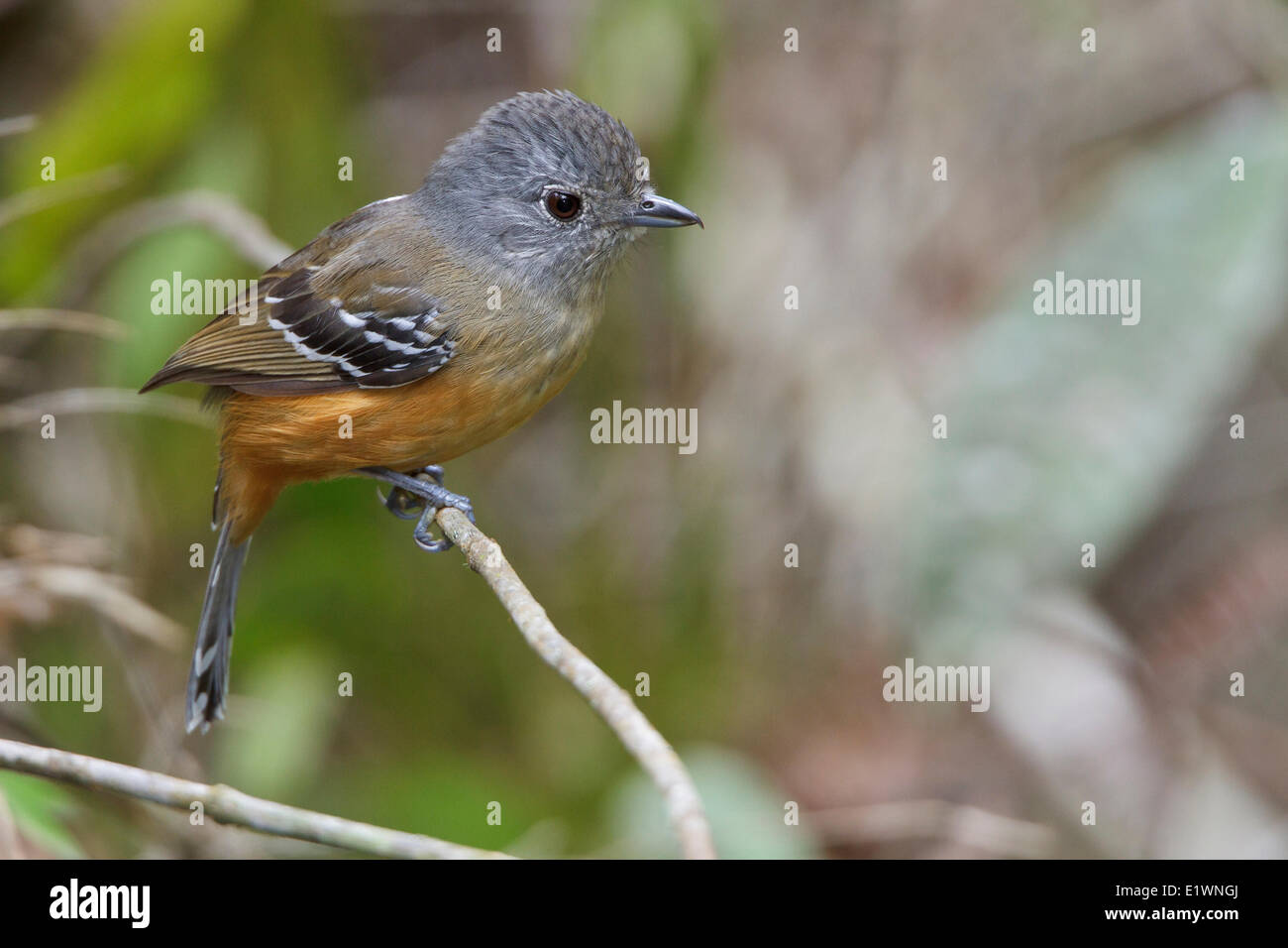 Variable Antshrike (Thamnophilus caerulescens) perched on a branch in Bolivia, South America. Stock Photo