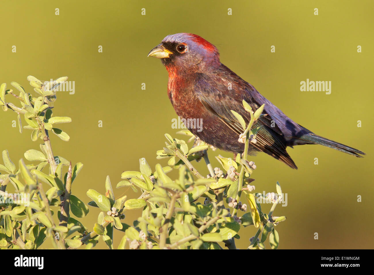 Varied Bunting (Passerina versicolor) perched on a branch in southern Arizona, USA. Stock Photo