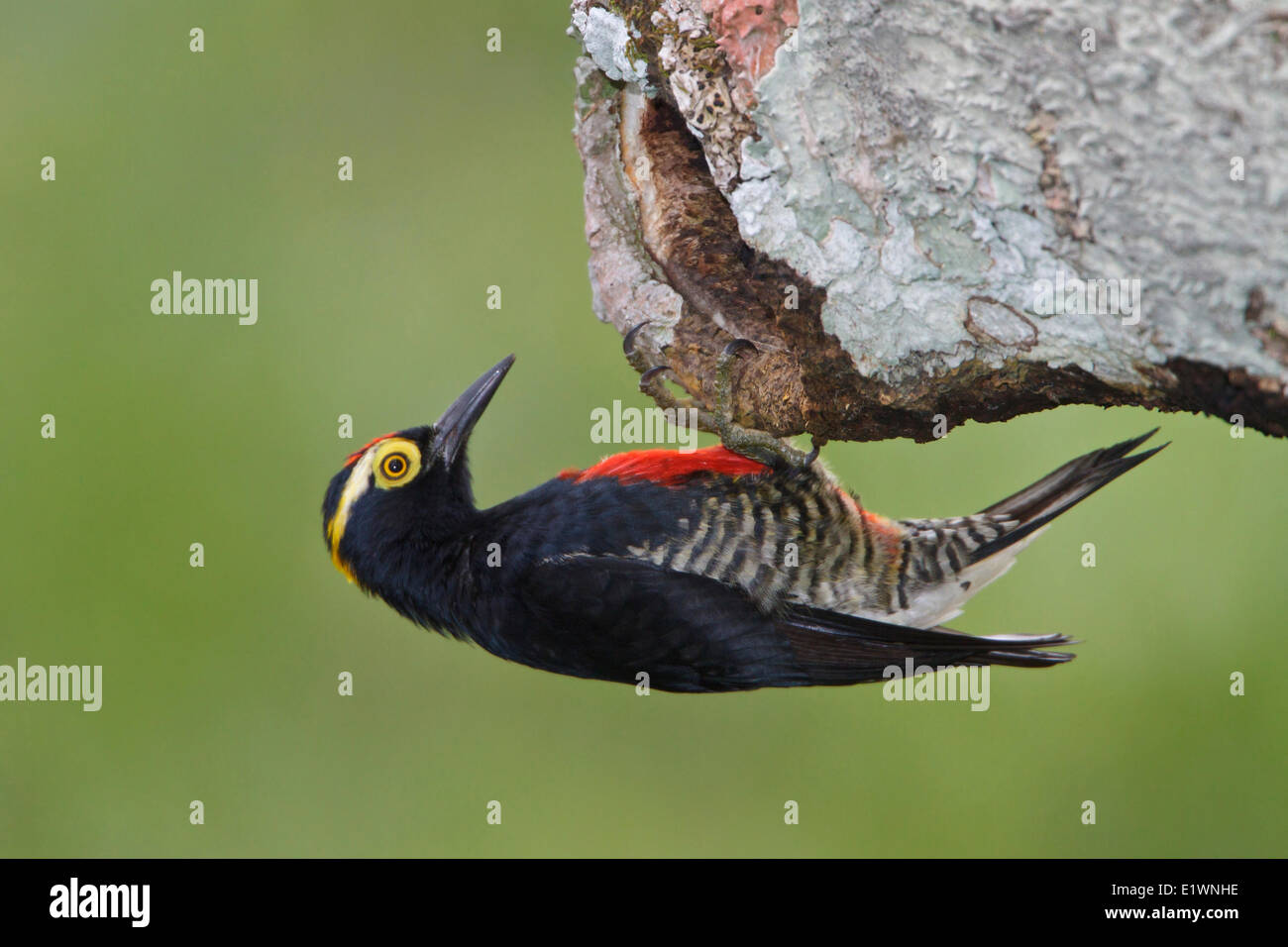 Yellow-tufted Woodpecker (Melanerpes cruentatus) perched on a branch in Ecuador, South America. Stock Photo