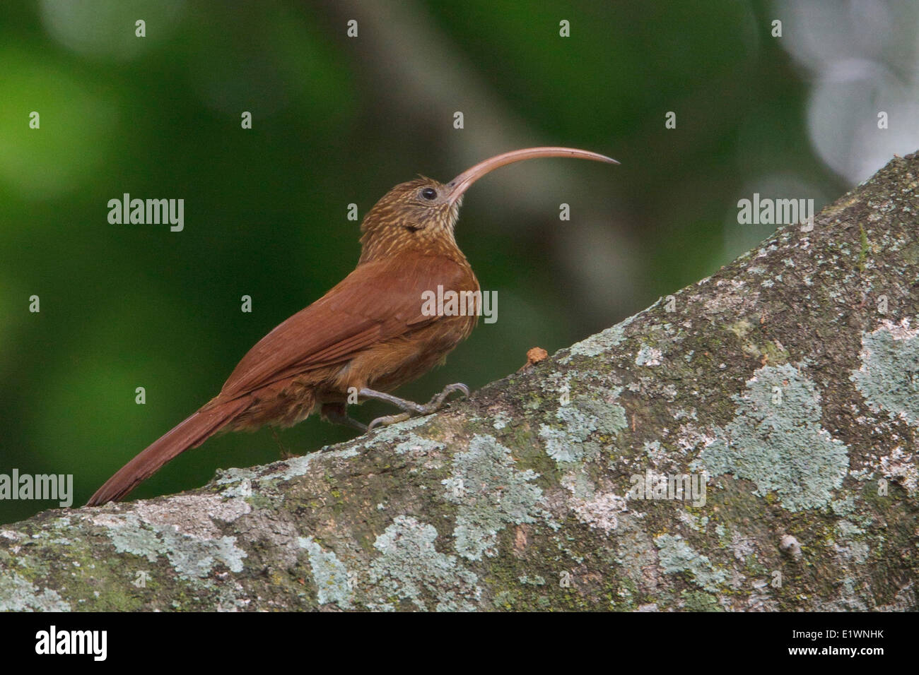 Red-billed Scythebill (Campylorhamphus trochilirostris) perched on a branch in Bolivia, South America. Stock Photo