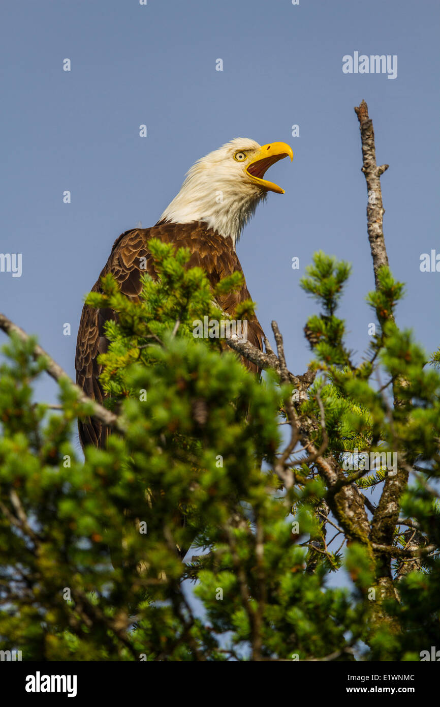 Bald eagle tail feathers hires stock photography and images Alamy