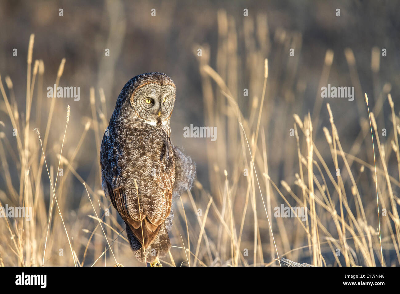 Great Grey Owl (Strix nebulosa) Eye level shot sitting on tree stump in the early morning as Owl looks aroud for food. Grand Stock Photo
