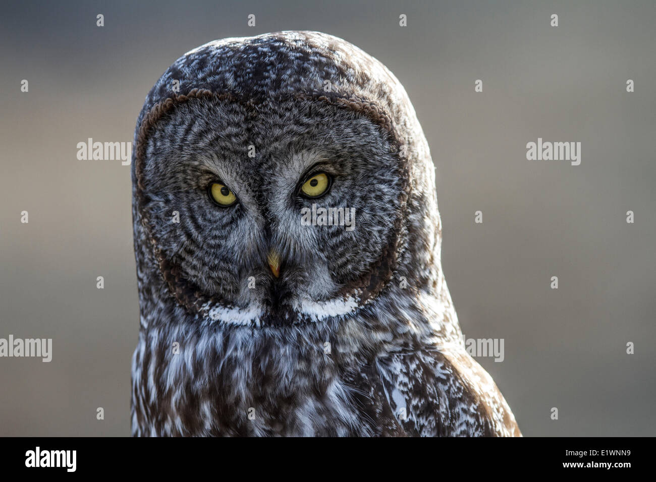 Great Grey Owl (Strix nebulosa) Eye level shot  as Owl  sitting on fence post looks aroud for food. Grand Valley Road Alberta Stock Photo