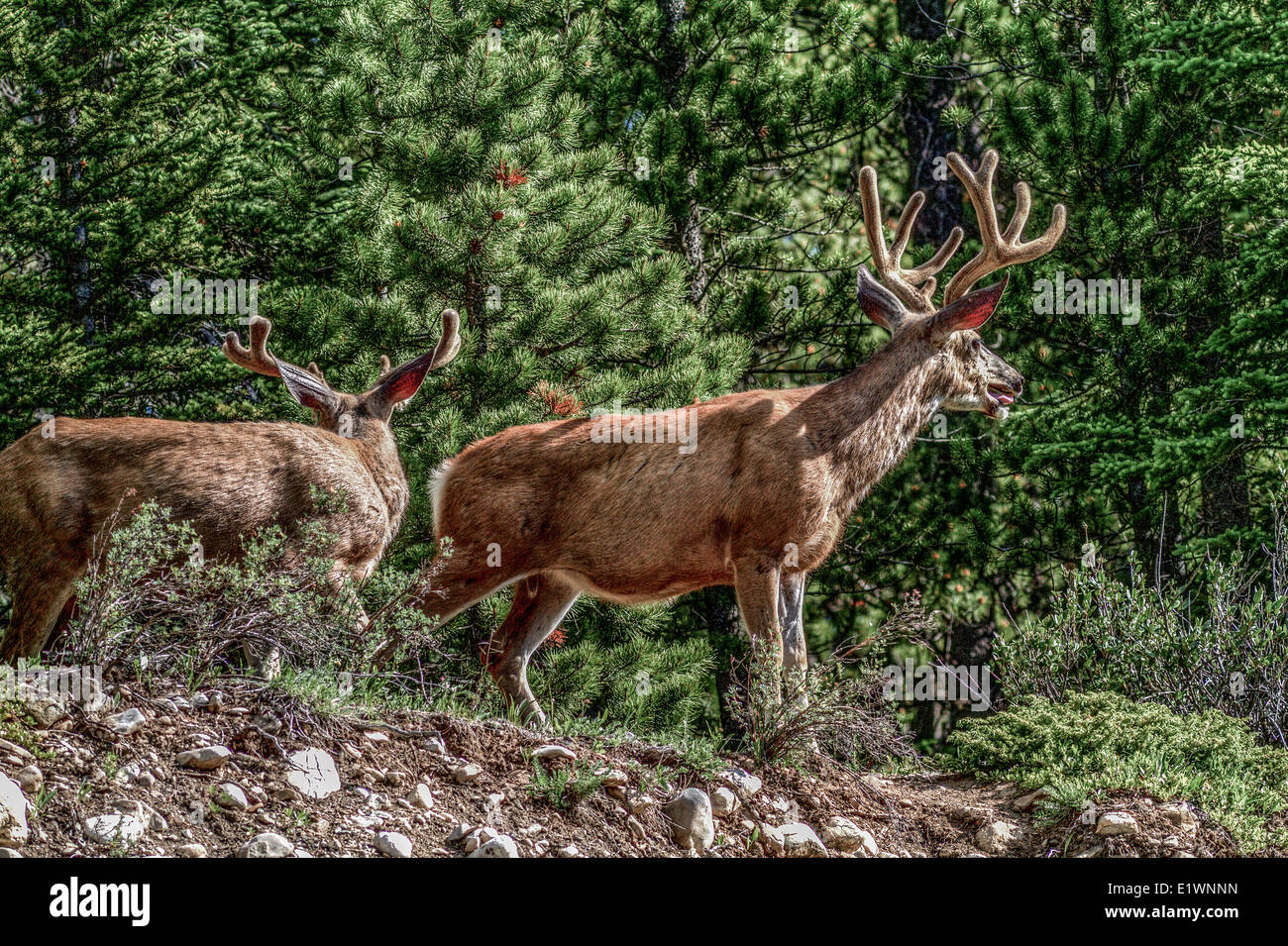 White Tail Deer (Odocoileus virginianus)   A buck with velvet antlers standing at the forest edge. Sheep River, Alberta, Canada Stock Photo