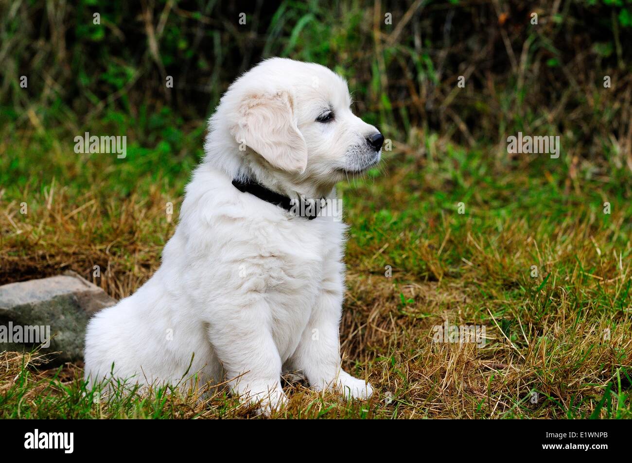 Purebred English Golden Retriever puppy sitting on the lawn. Stock Photo