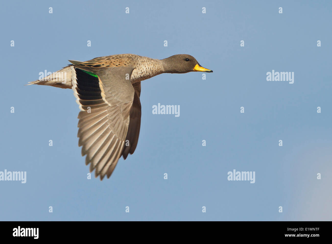 Speckled Teal (Anas flavirostris) in flight in Bolivia, South America. Stock Photo