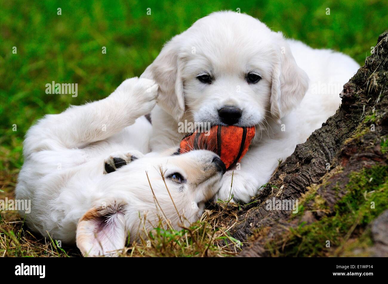 Purebred English Golden Retriever puppies playing with a soft orange ball. Stock Photo