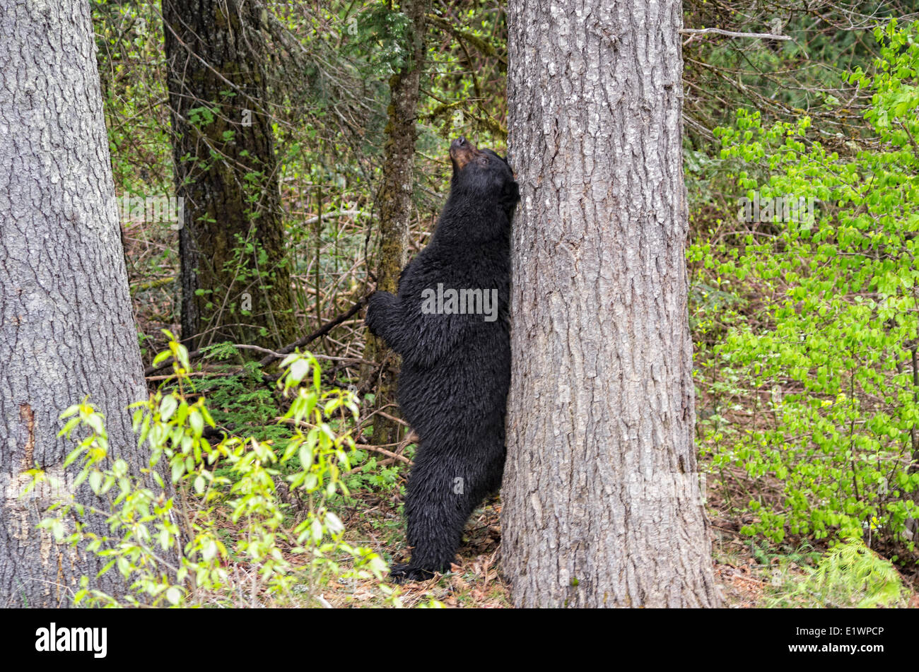 Bear scratching tree hires stock photography and images Alamy