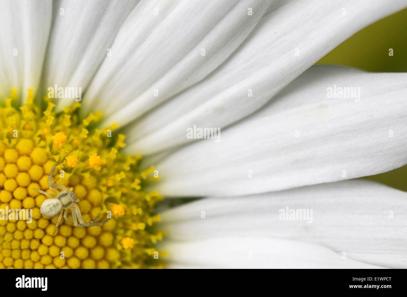 Close up of a small spider (Araneae) on a daisy flower. Stock Photo