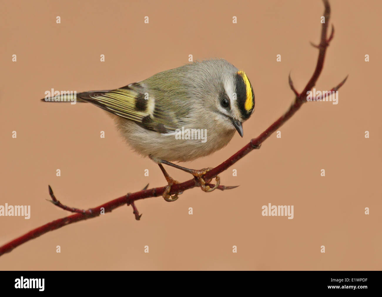 Golden crowned kinglet hi-res stock photography and images - Alamy