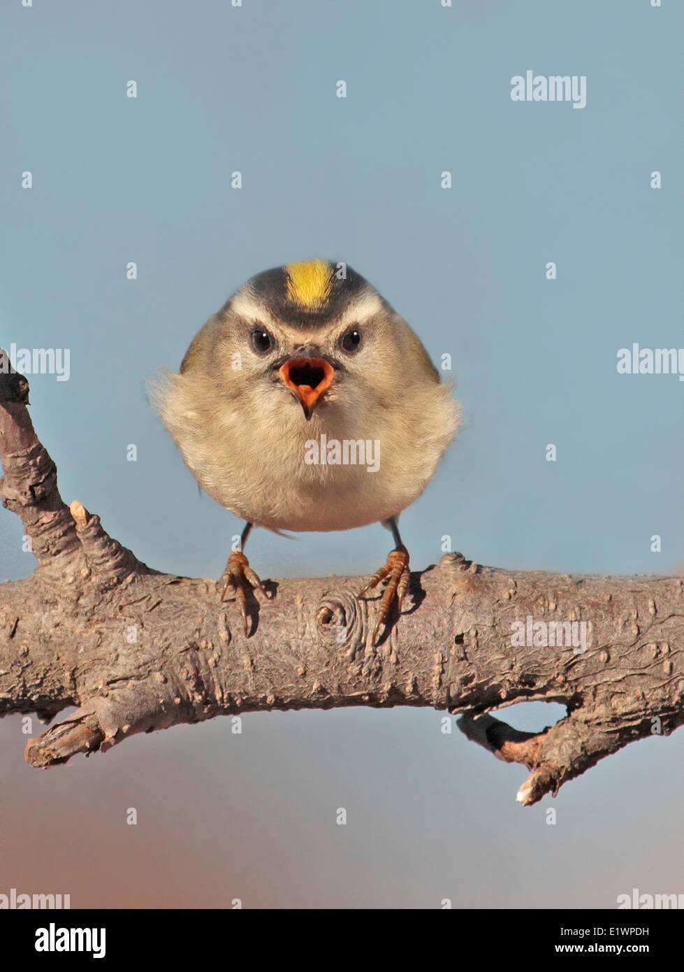 A female Golden-crowned Kinglet, Regulus satrapa, perched on a branch ...