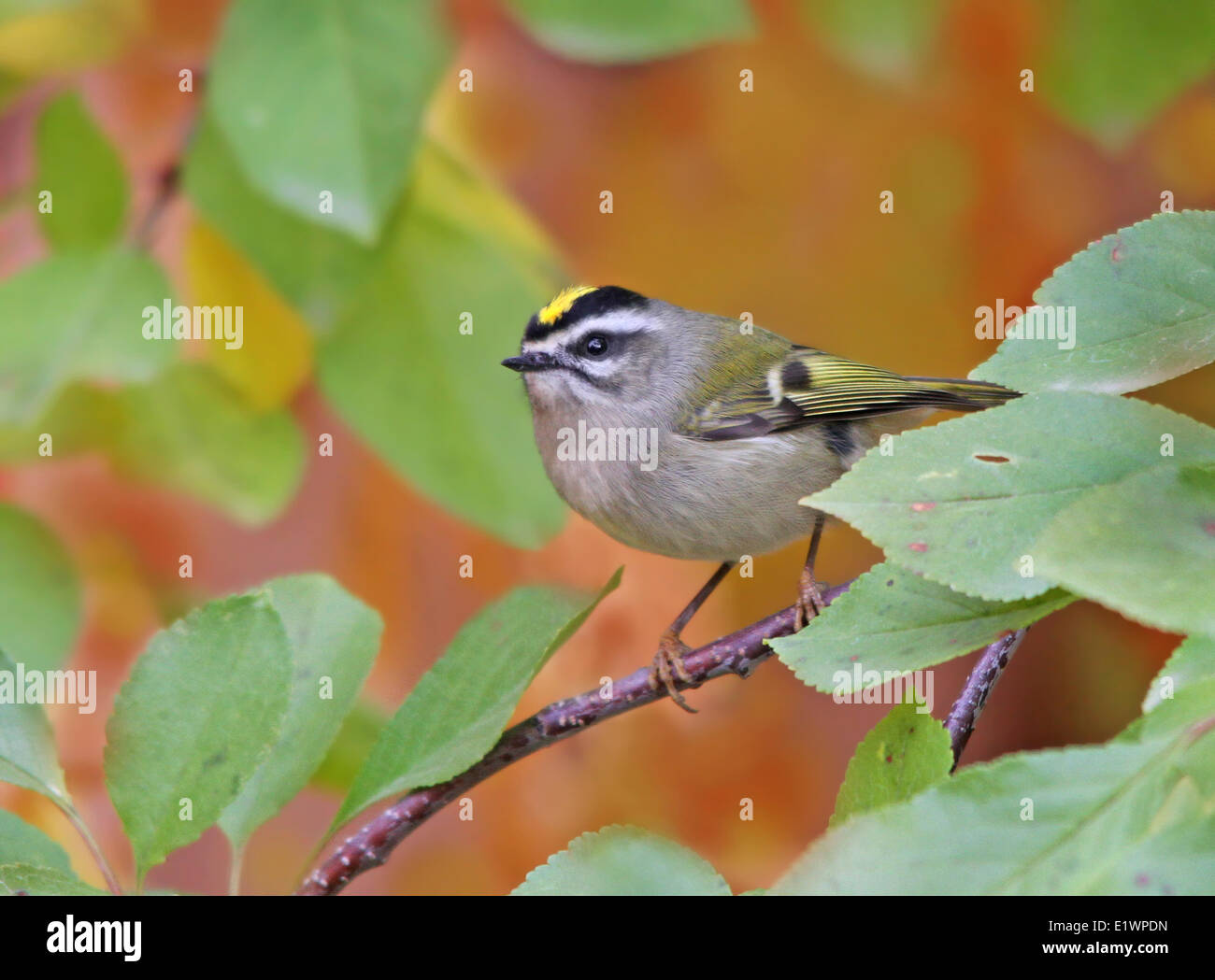 Golden crowned kinglet hi-res stock photography and images - Alamy