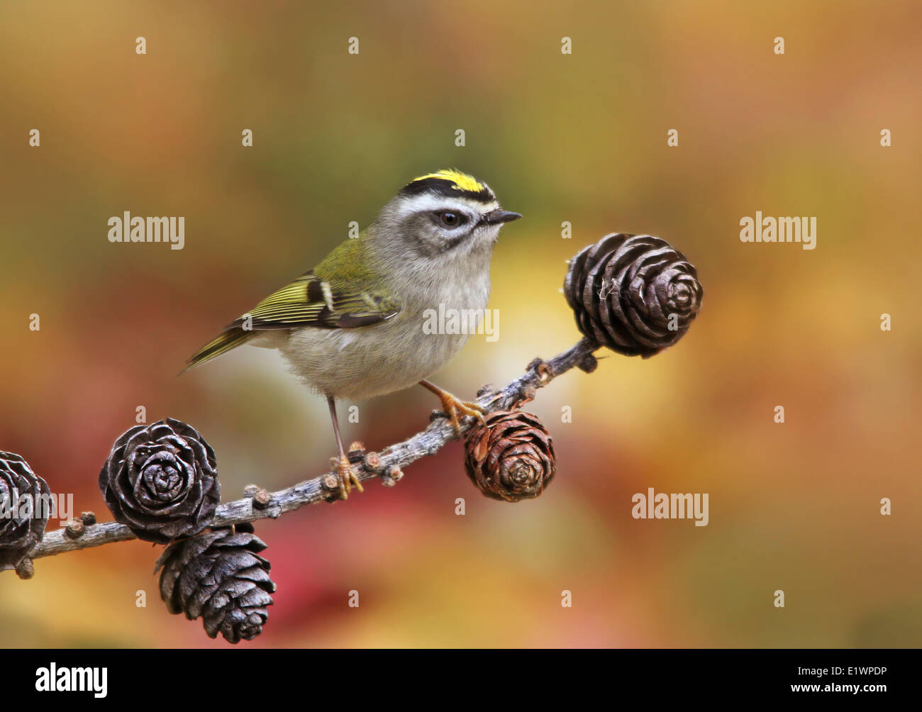 Golden crowned kinglet hi-res stock photography and images - Alamy