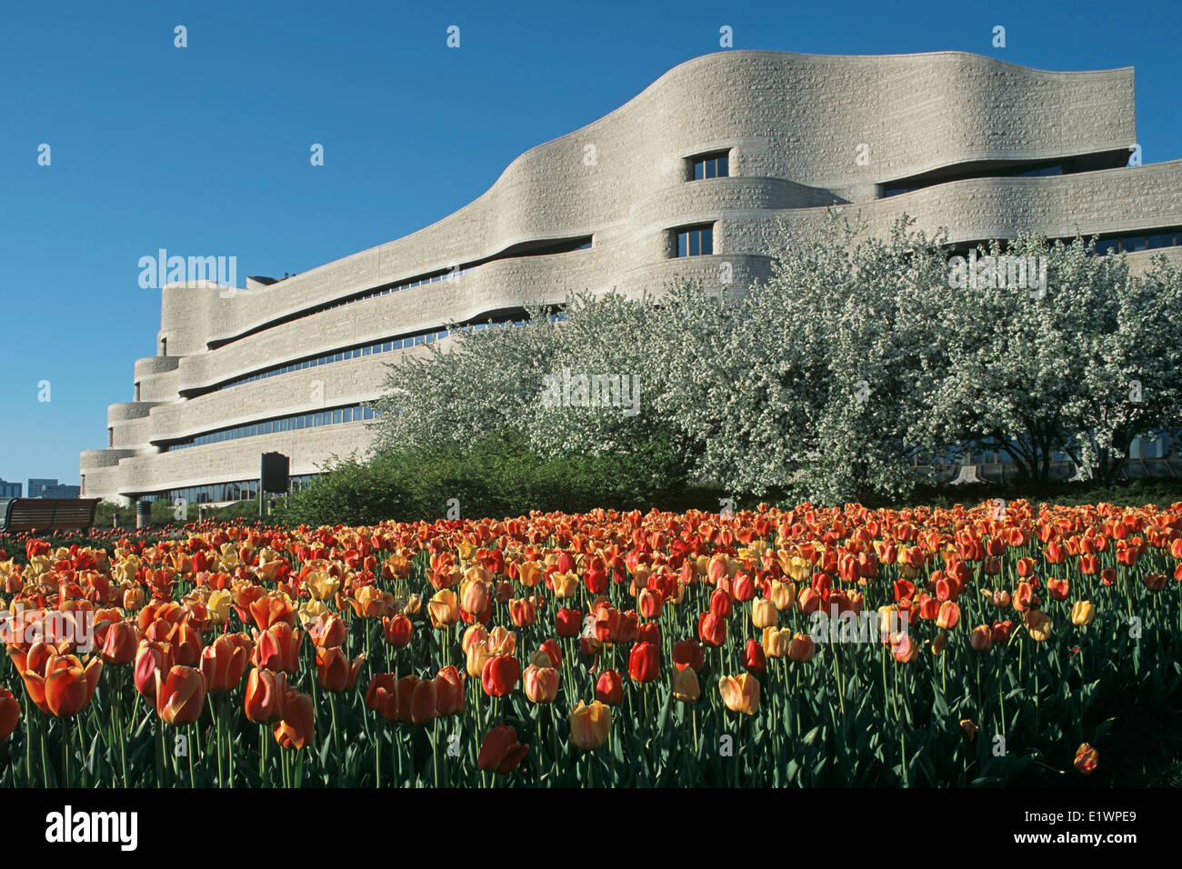 MUSEUM OF CIVILIZATION AND TULIPS, CURATORIAL BUILDING, GATINEAU, QUEBEC, CANADA Stock Photo