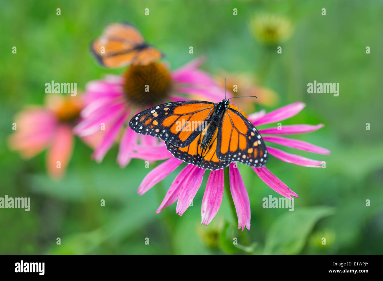 Monarch Butterfly (Danaus plexippus) on Purple Coneflower, Shirley