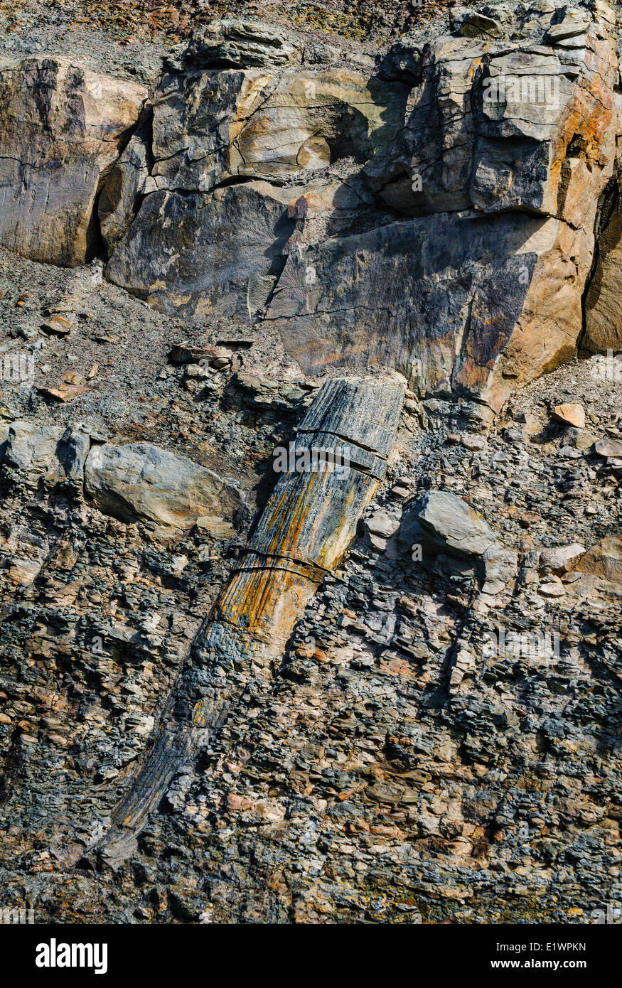 Fossil lycopsid tree trunk the Coal Age's carboniferous forests exposed by the Bay Fundy tides.  Joggins Fossil Cliffs Nova Stock Photo
