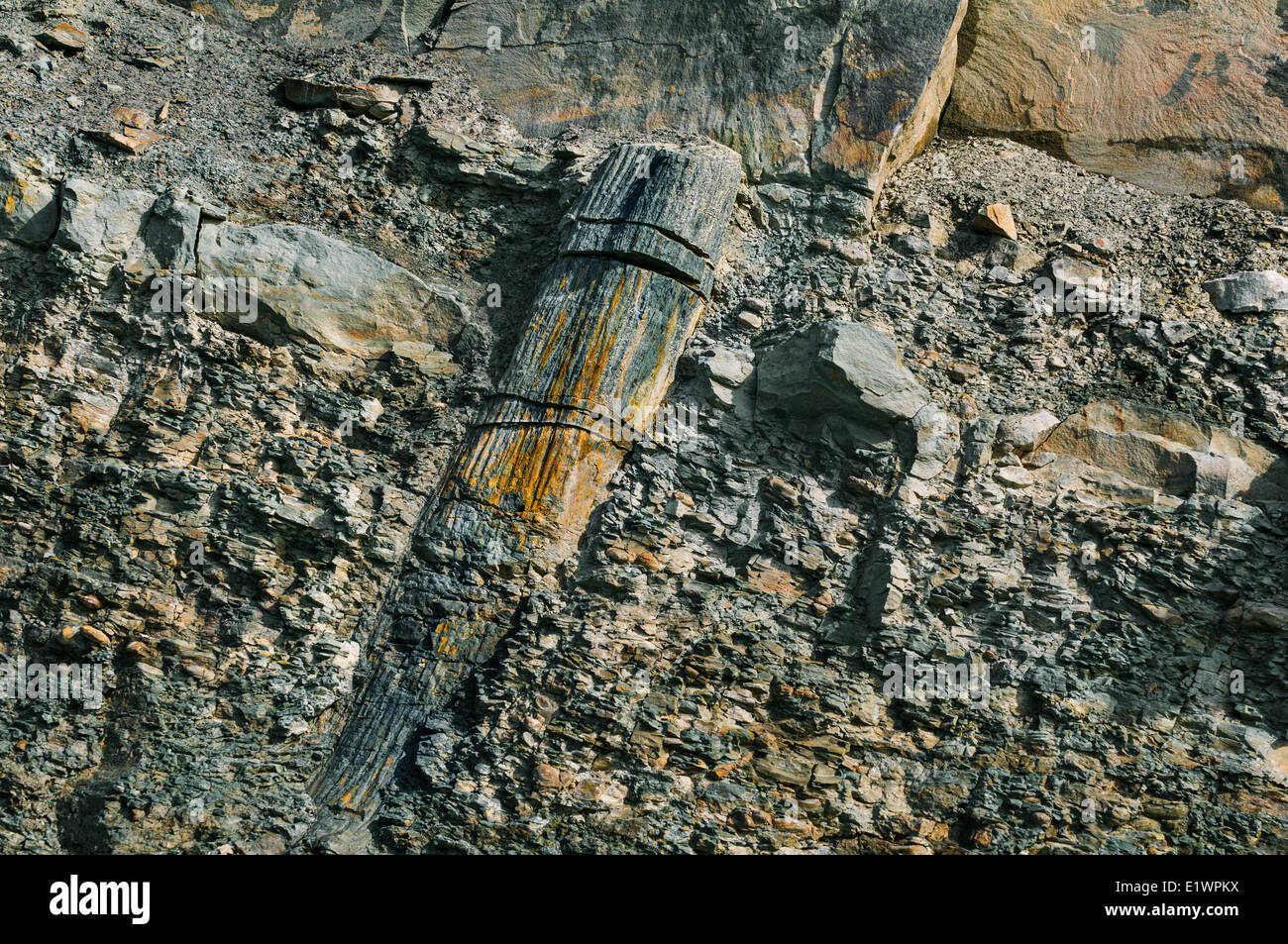 Fossil lycopsid tree trunk the Coal Age's carboniferous forests exposed by the Bay Fundy tides.  Joggins Fossil Cliffs Nova Stock Photo