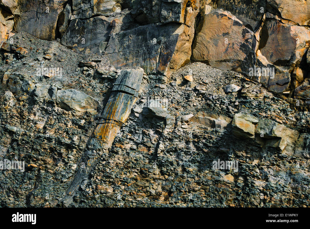 Fossil lycopsid tree trunk the Coal Age's carboniferous forests exposed by the Bay Fundy tides.  Joggins Fossil Cliffs Nova Stock Photo