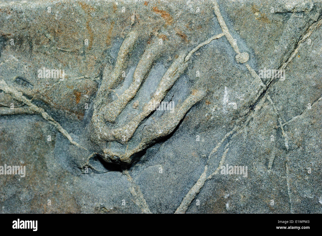 Fossil tetrapod footprint/trackway frog ancestor dating 300 million years back to the Coal Age's carboniferous tropical forests Stock Photo