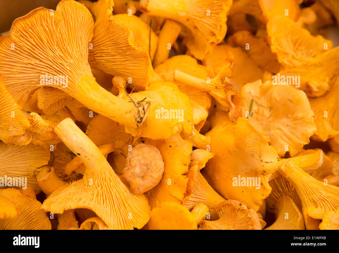 Chanterelle Stock Photo