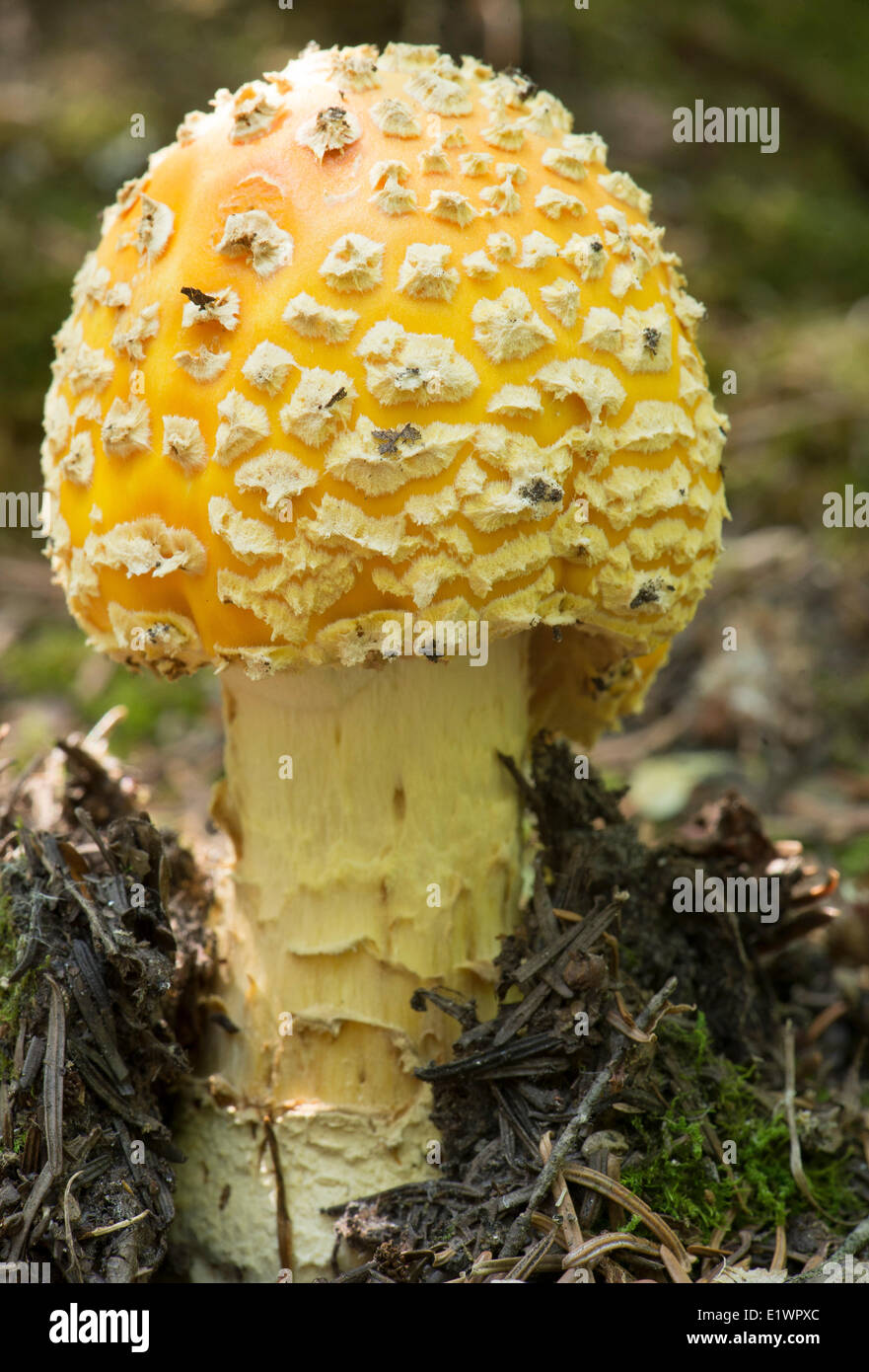 Yellow amanita muscaria Stock Photo