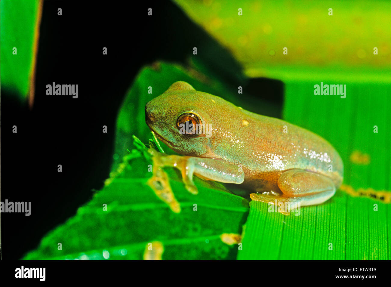 Agalychnis callidryas Immature stage Red-eyed Leaf Frog Amphibian Hylidae Tree Frogs Amphibia Costa Rica Frogs Toads Anura Stock Photo