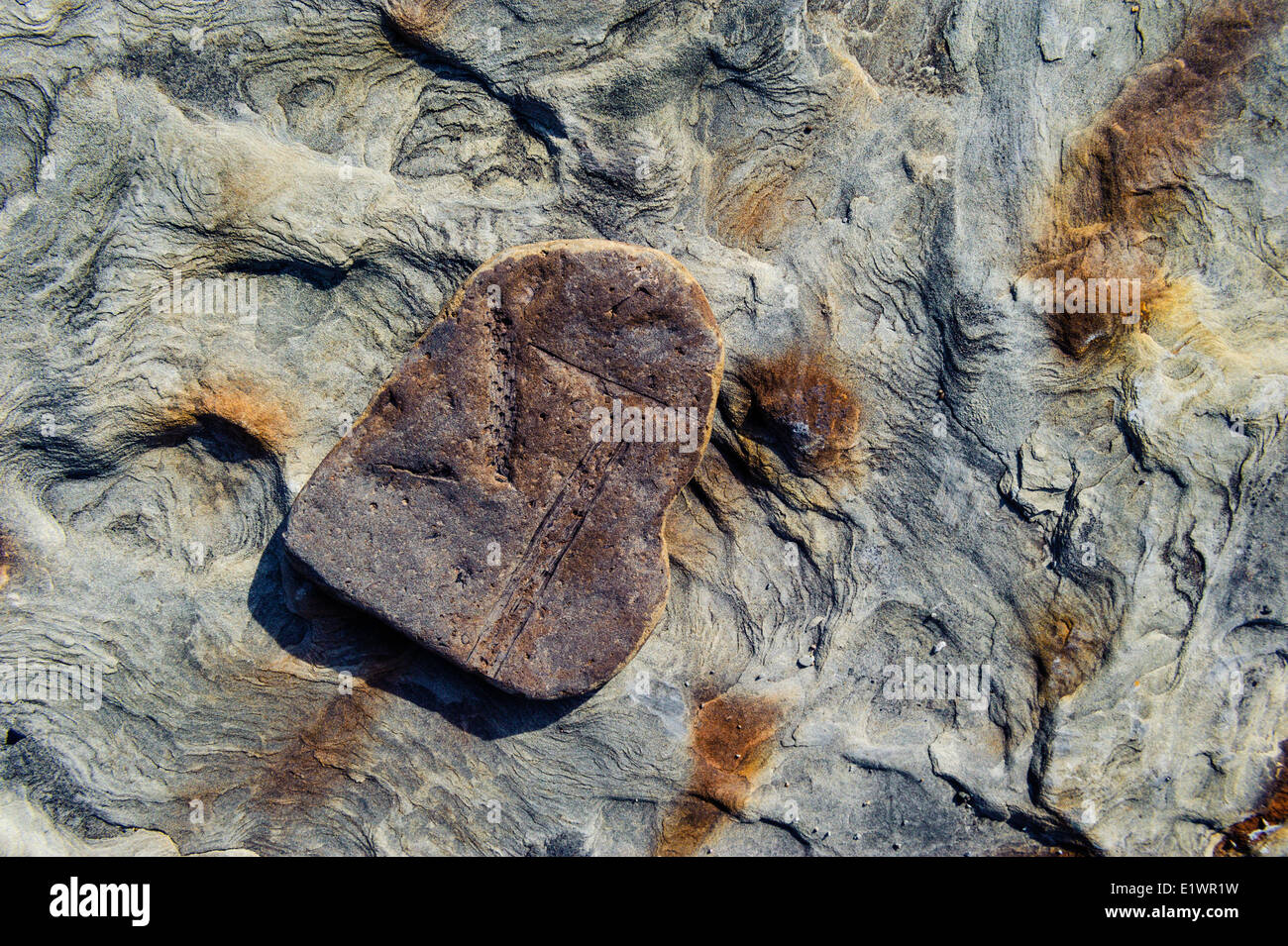 Plant fossils the Coal Age's carboniferous forests dating 300 million years are uncovered in the Joggins Fossil Cliffs by the Stock Photo