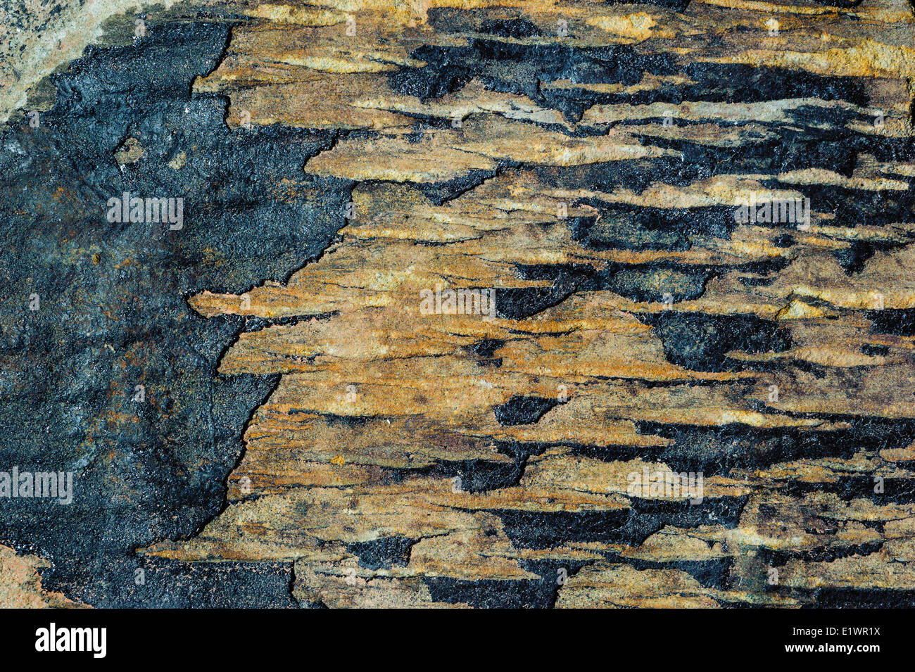 Fossil tree bark (Lepidodendron) collected by Don Reid on display at Joggins Fossil Centre. Bay Fundy Nova Scotia. Canada. Stock Photo