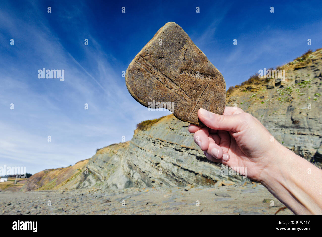 Plant fossils from the Coal Age's carboniferous forests dating 300 million years are uncovered in the Joggins Fossil Cliffs by t Stock Photo