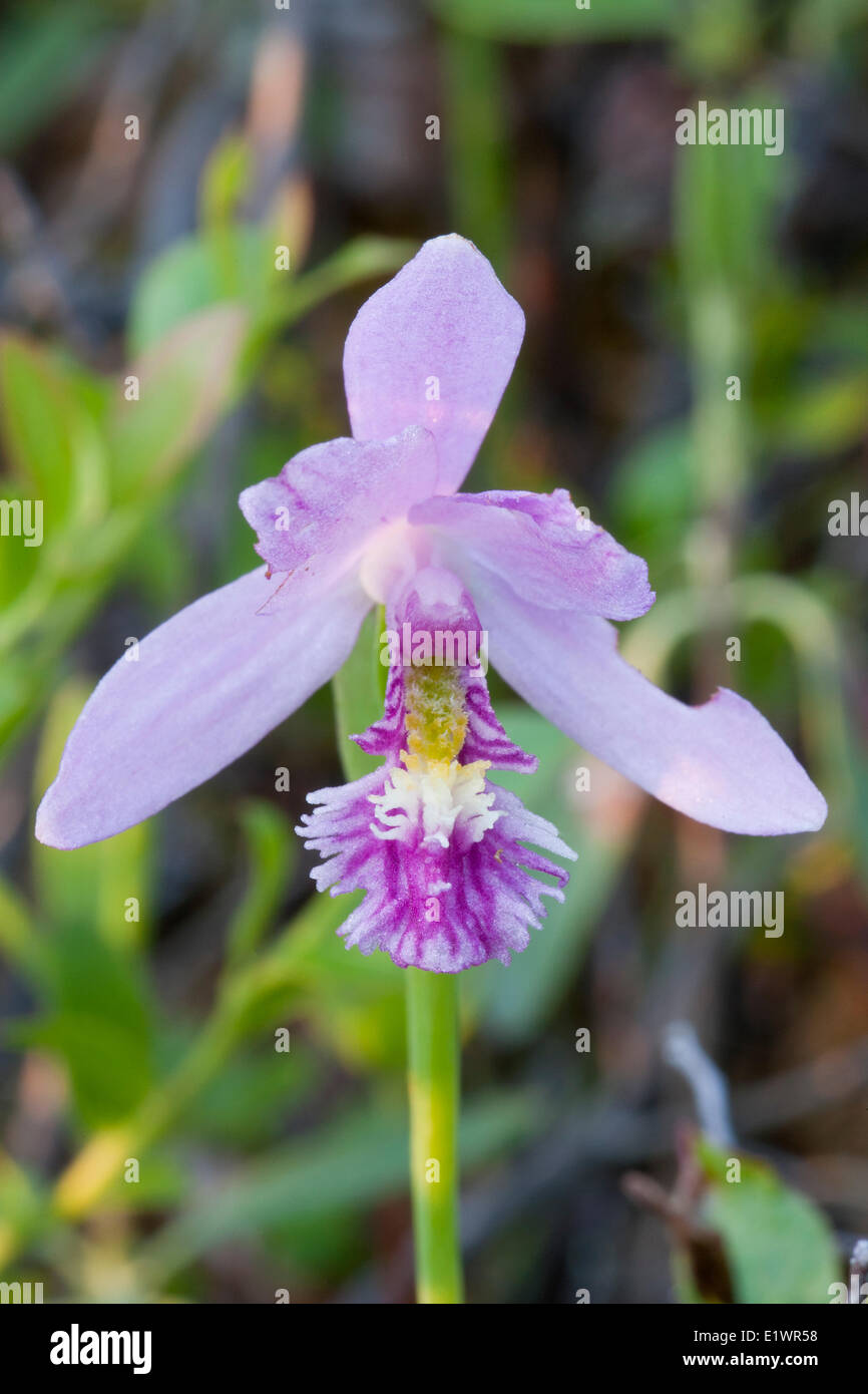 Rose Pogonia (Pogonia ophioglossoides) an orchid is also called Snake Mouth or Goldcrest in Kouchibouguac National Park New Stock Photo