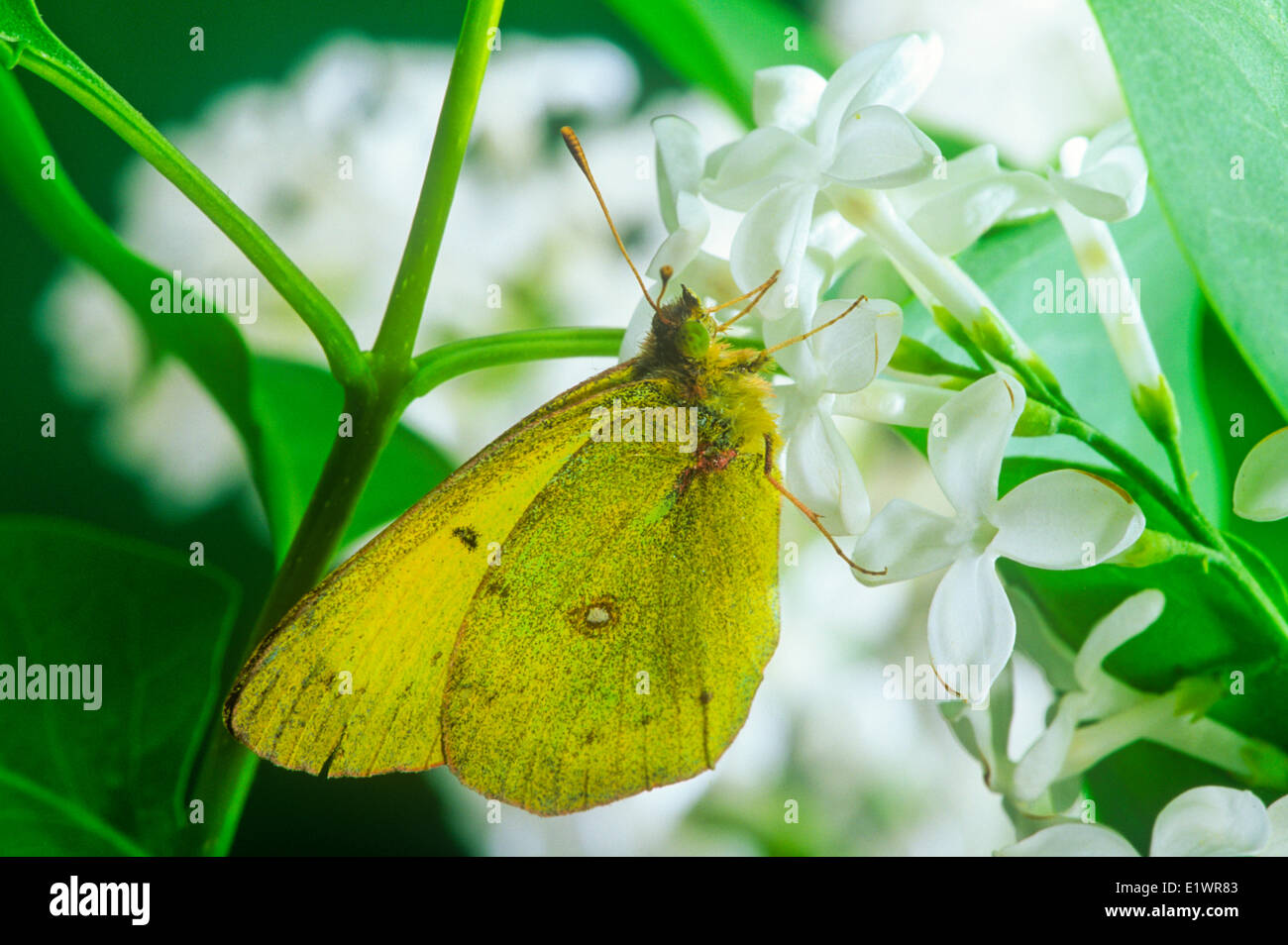 The Common or Clouded Sulphur Butterfly, (Colias philodice), ventral view, on white lilac bush Stock Photo