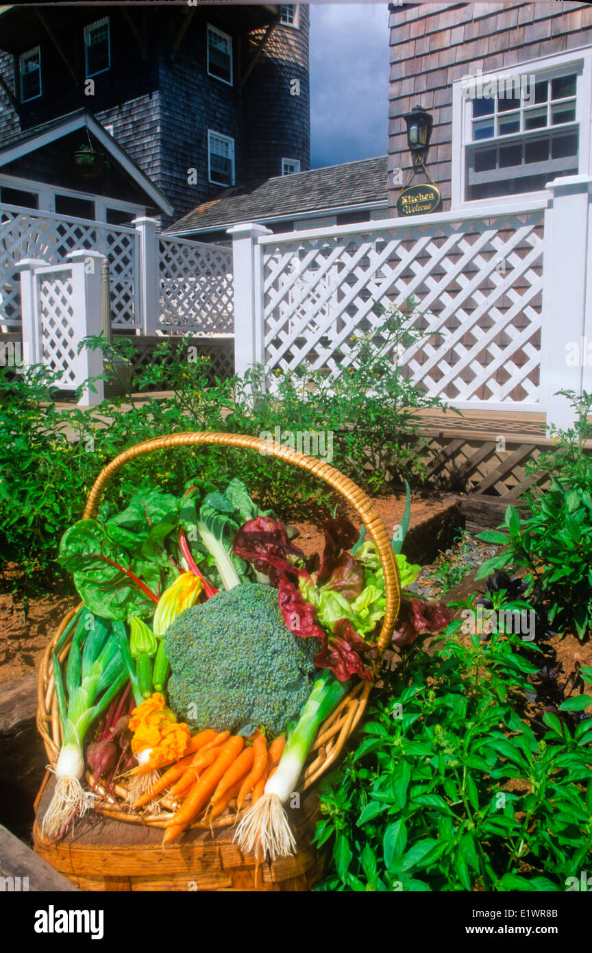 Basket of vegetables from garden, The Inn at Bay Fortune, Prince Edward