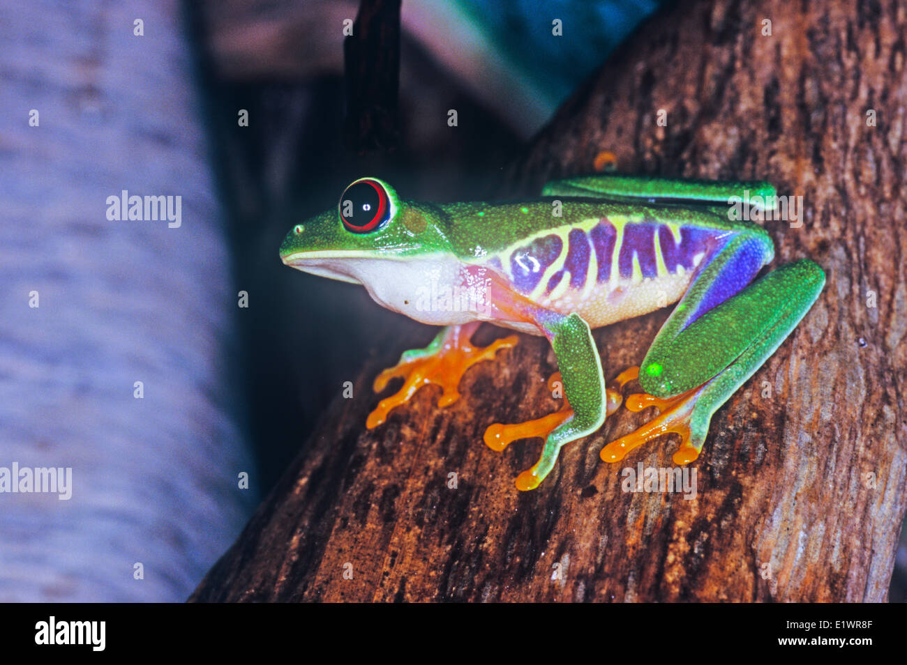 Agalychnis callidryas Red-eyed Leaf frog Amphibian Hylidae Tree Frogs Costa Rica Amphibia Frogs Toads Anura Rainforest Stock Photo