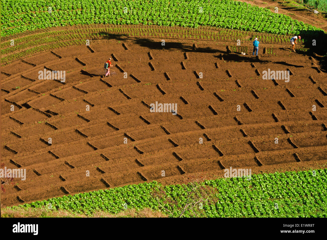 Small mixed farm, Finca, Costa Rica Stock Photo