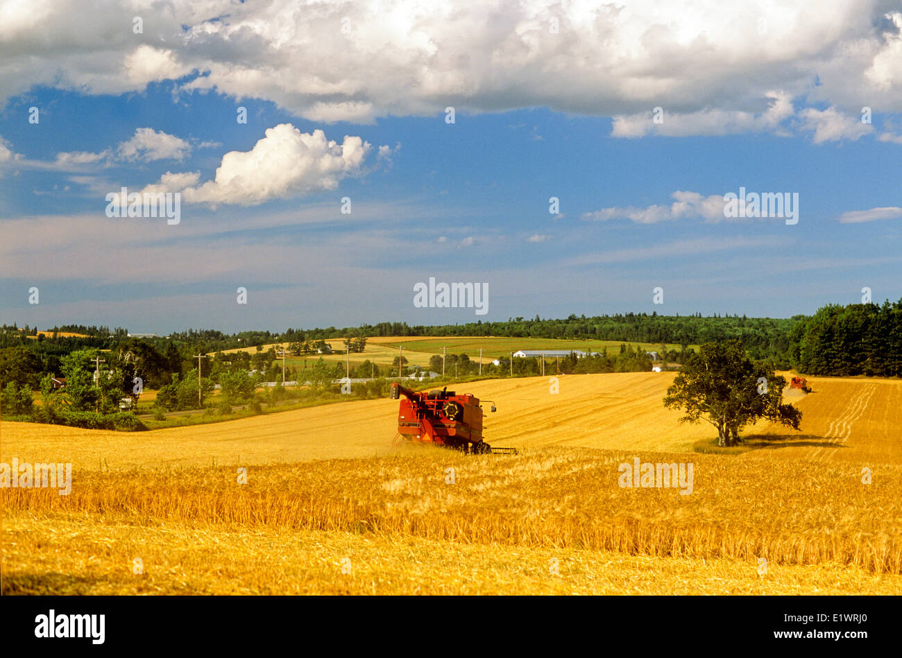 Harvesting grain, St. Catherines, Prince Edward Island, Canada Stock