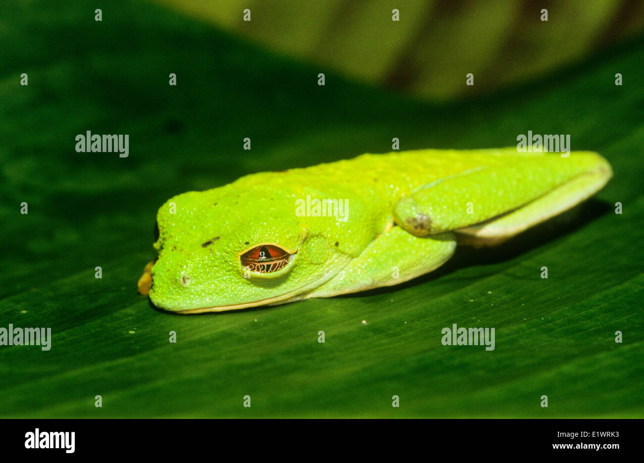 Red Eyed leaf Frog, (Agalychnis callidryas),  Costa Rica Stock Photo