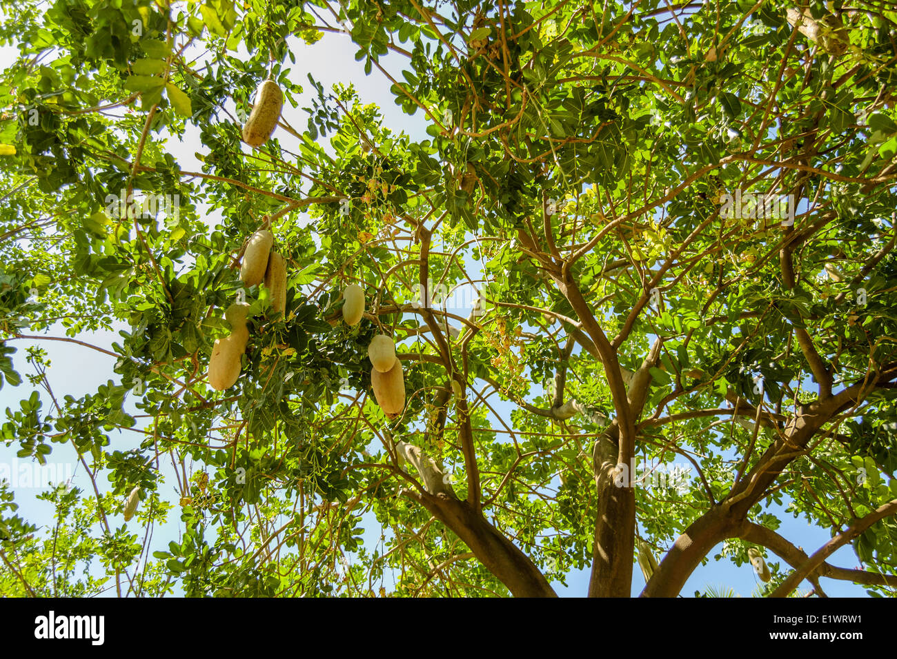 sausage trees full of fruit Stock Photo - Alamy